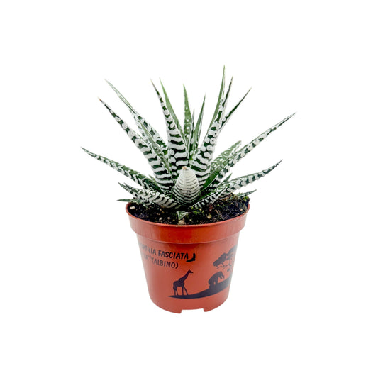 Haworthia 8.5cm Fasciata Alba - Succulent The Horti House