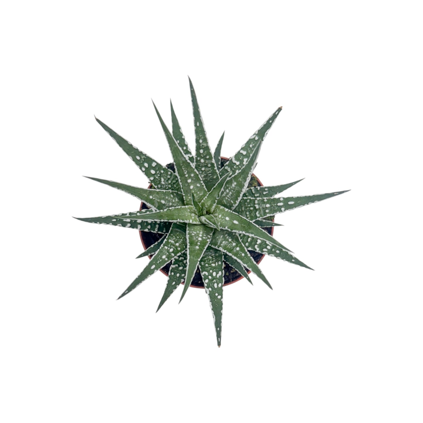 Haworthia 8.5cm Fasciata Alba - Succulent The Horti House