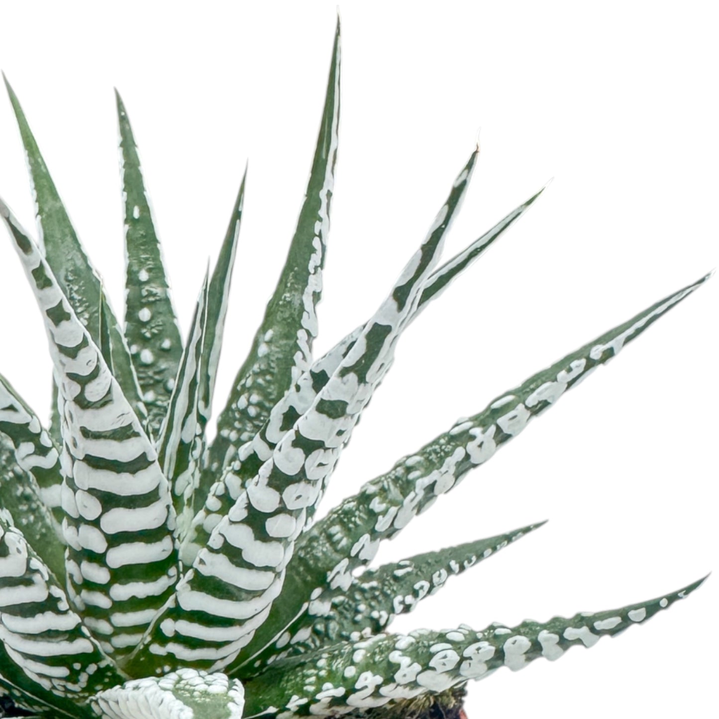 Haworthia 8.5cm Fasciata Alba - Succulent The Horti House