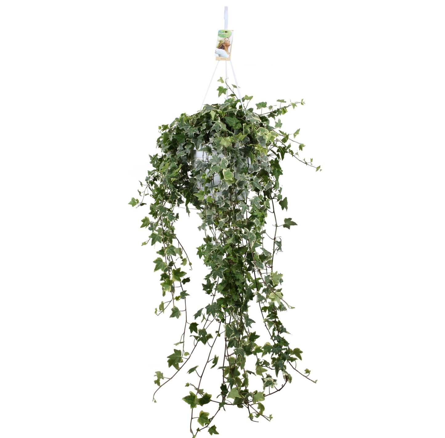 Hedera 24cm Hanging Variegated White - Hanging The Horti House