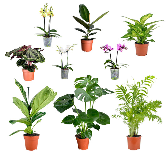 Houseplants Starter Pack - Florist The Horti House