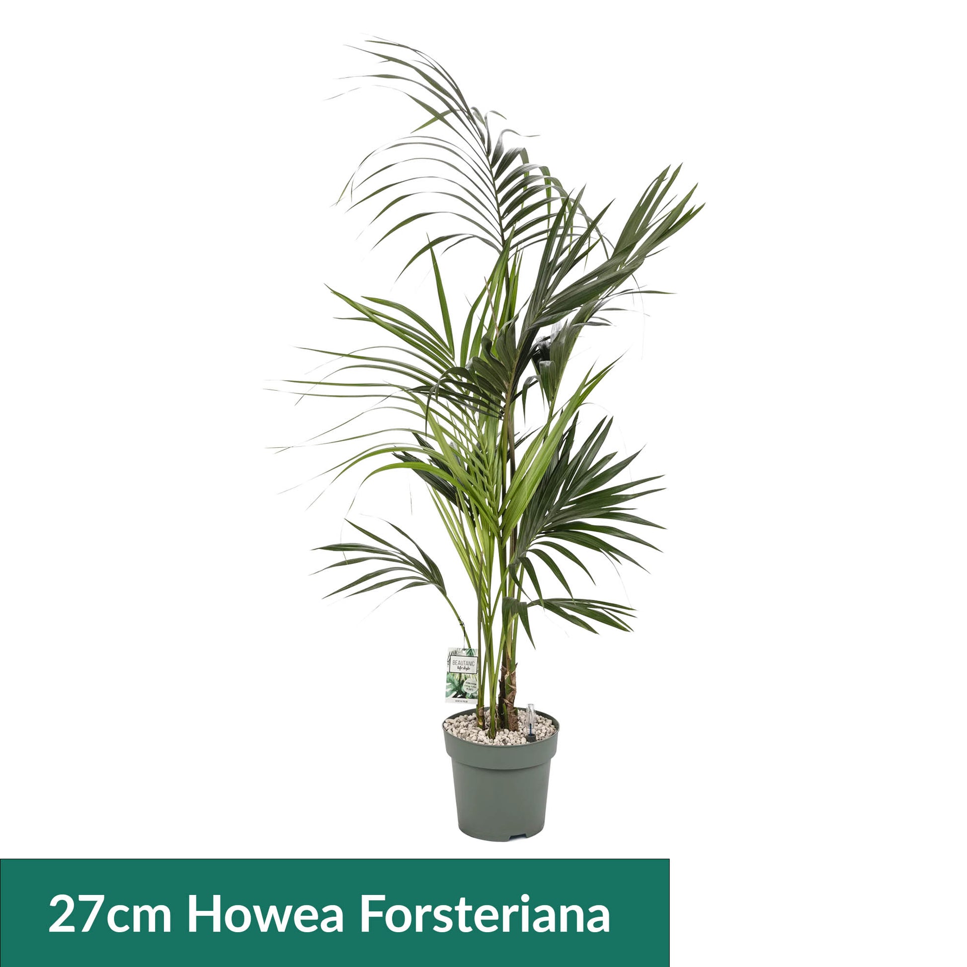 XL Hydro Plants Trolley Deal - XL Hydro Plants The Horti House