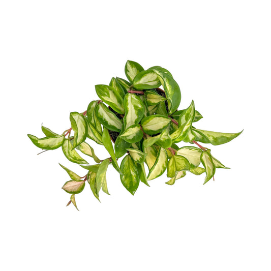 Hoya 12cm Carnosa Tri - Colour - Green Plant The Horti House