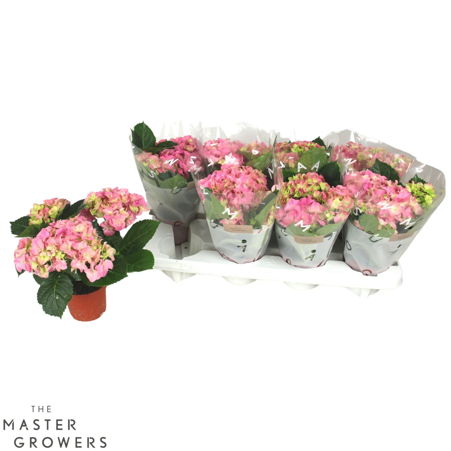 Hydrangea 10cm macr. Pink - 3+fl - Green Plant The Horti House