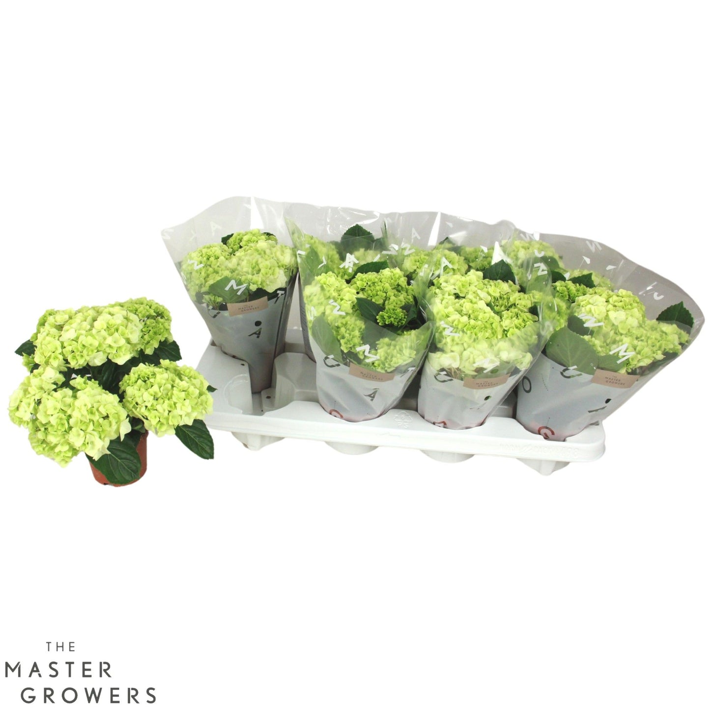 Hydrangea 10cm macr. White - 3+fl - Green Plant The Horti House