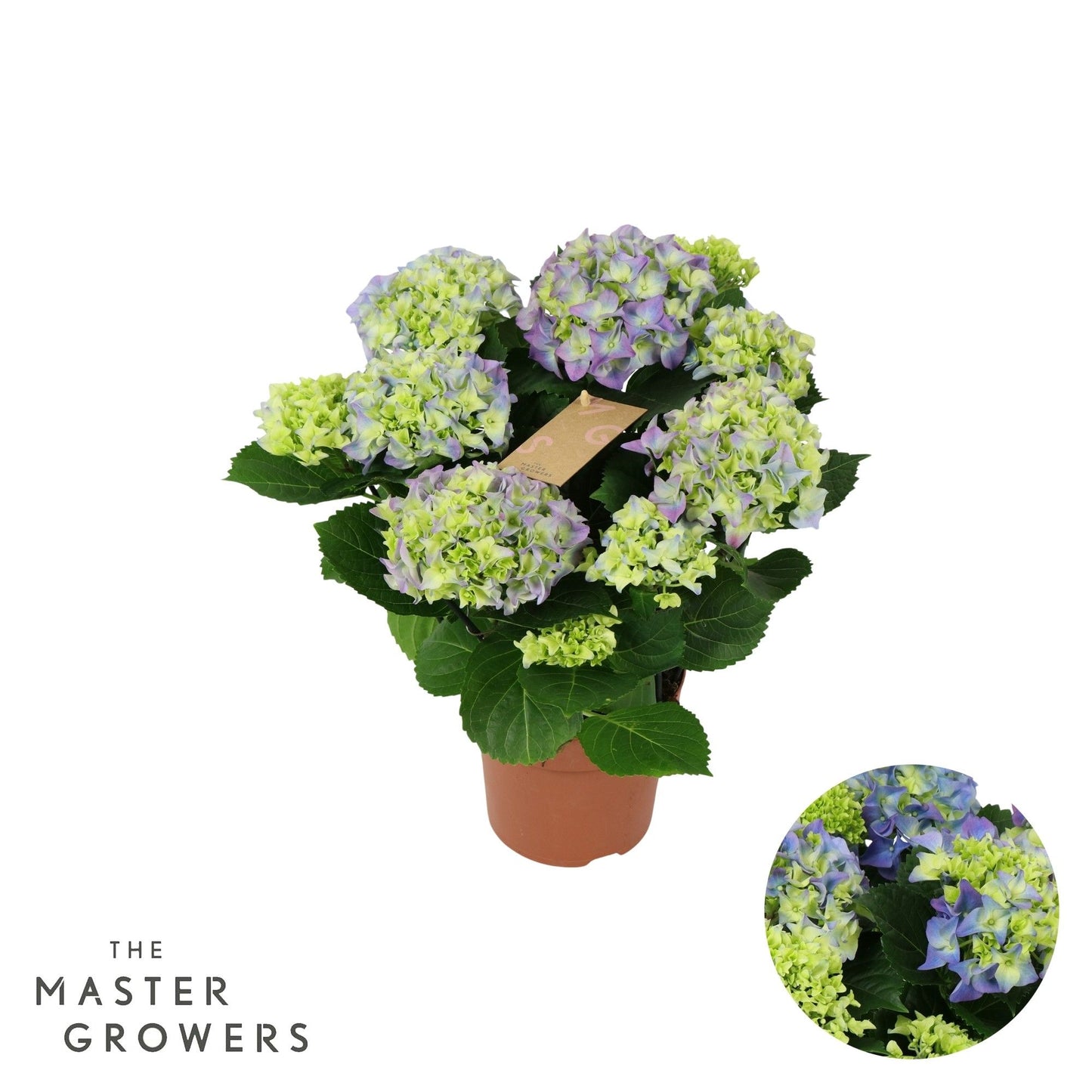 Hydrangea 14cm macr. Blue - 5+fl - Green Plant The Horti House