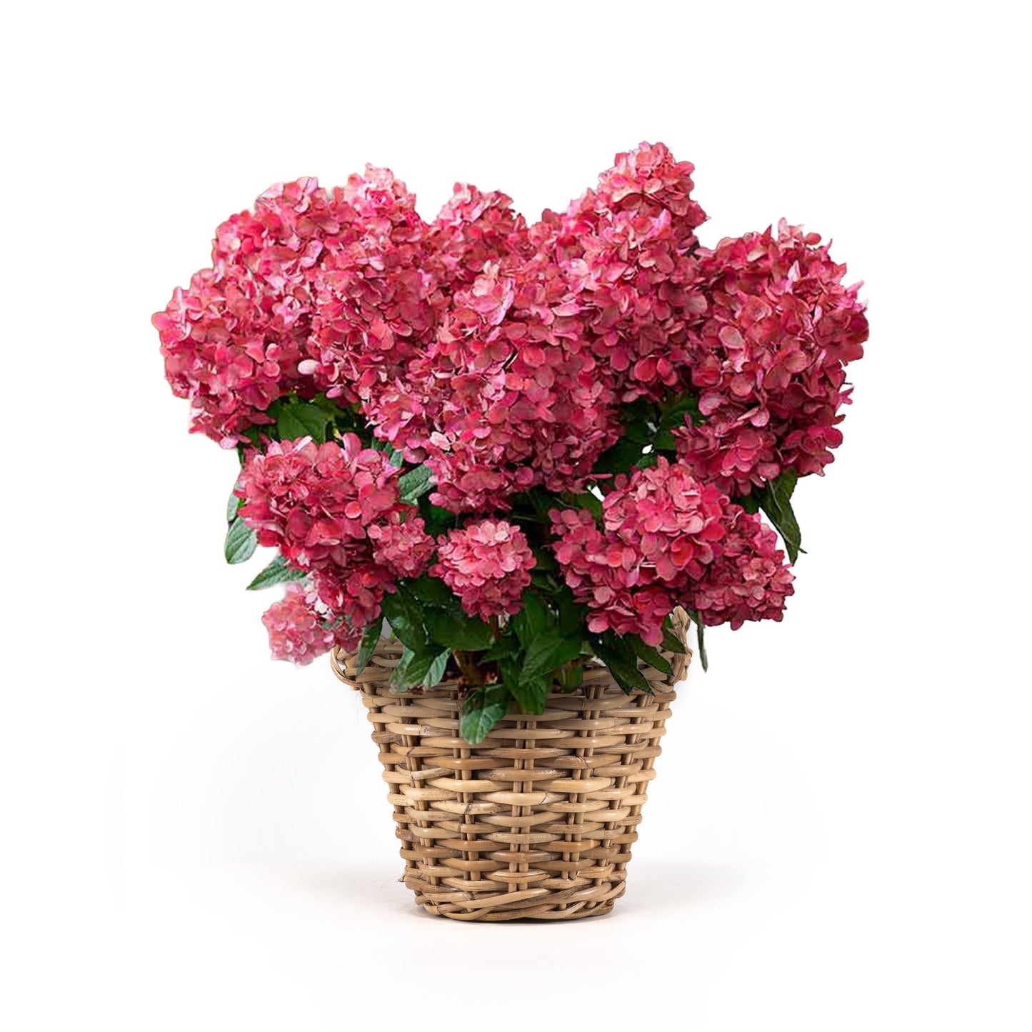 Hydrangea 21cm Basket - Flowering The Horti House