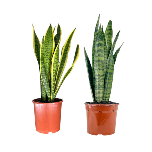 Sansevieria 17cm Mix - Green Plant The Horti House