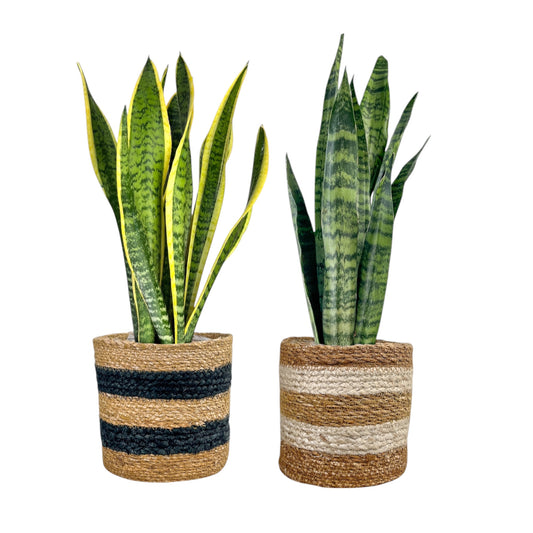 Sansevieria 17cm Mix in Basket - Green Plant The Horti House