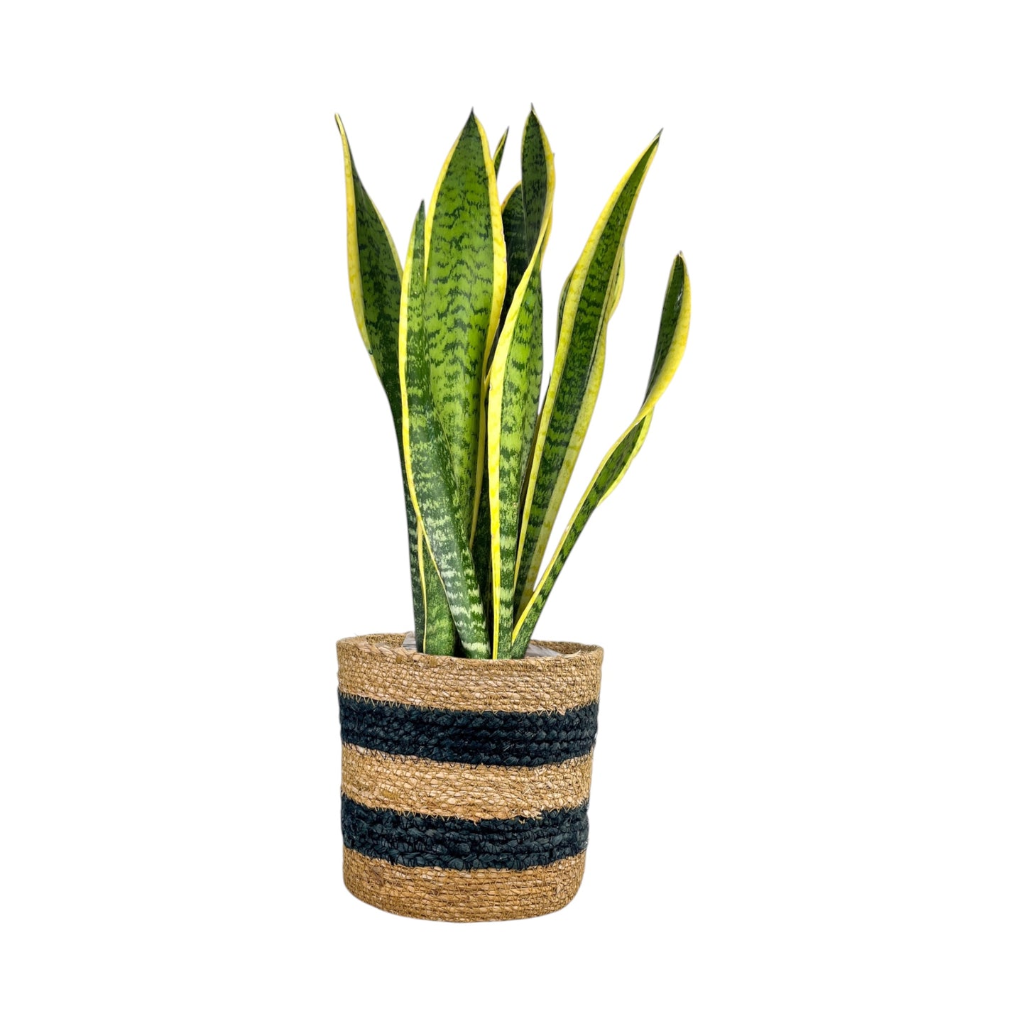 Sansevieria 17cm Mix in Basket - Green Plant The Horti House
