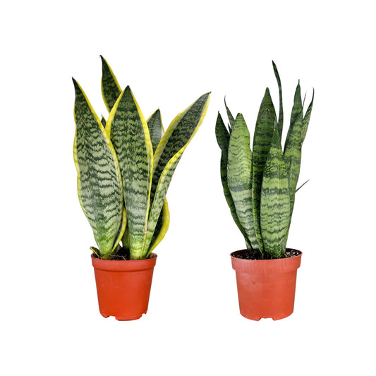 Sansevieria 12cm Mix - Green Plant The Horti House