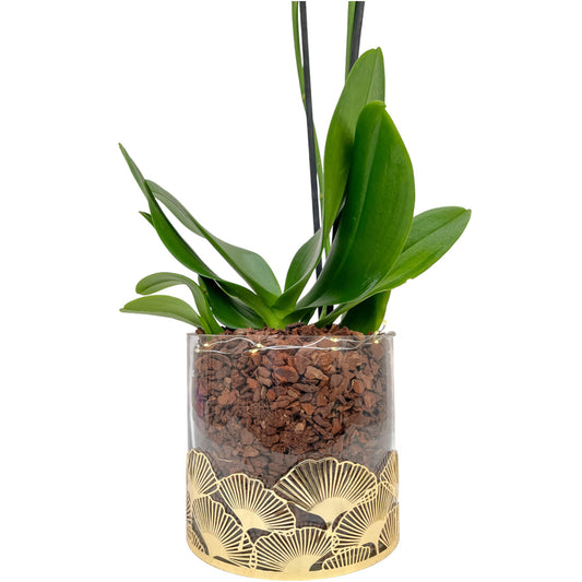 Phalaenopsis 12cm White In Festive Glass