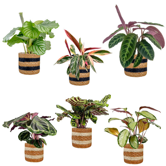 Calathea 12cm Mix in Basket - Green Plant The Horti House