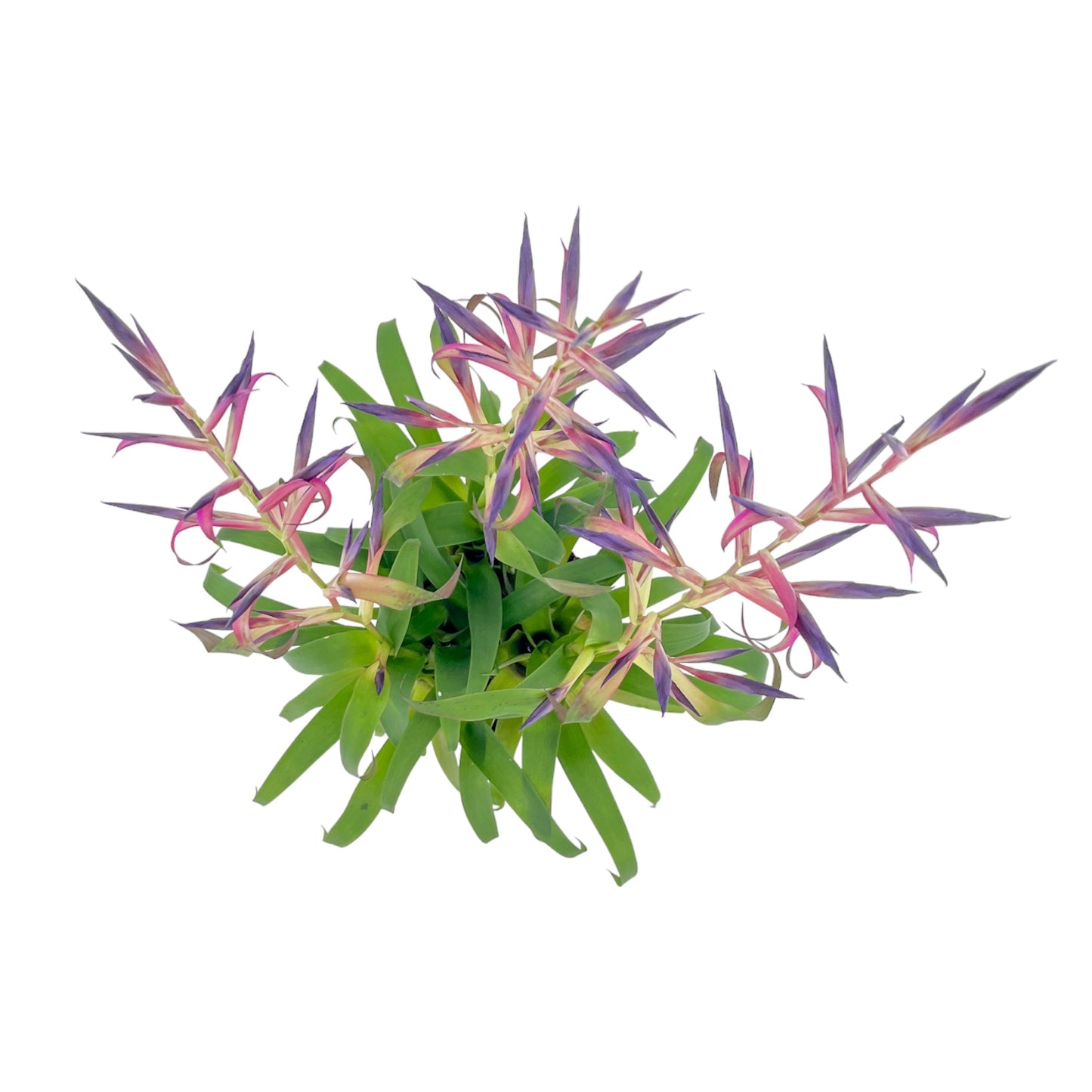 Tillandsia 12cm Mora