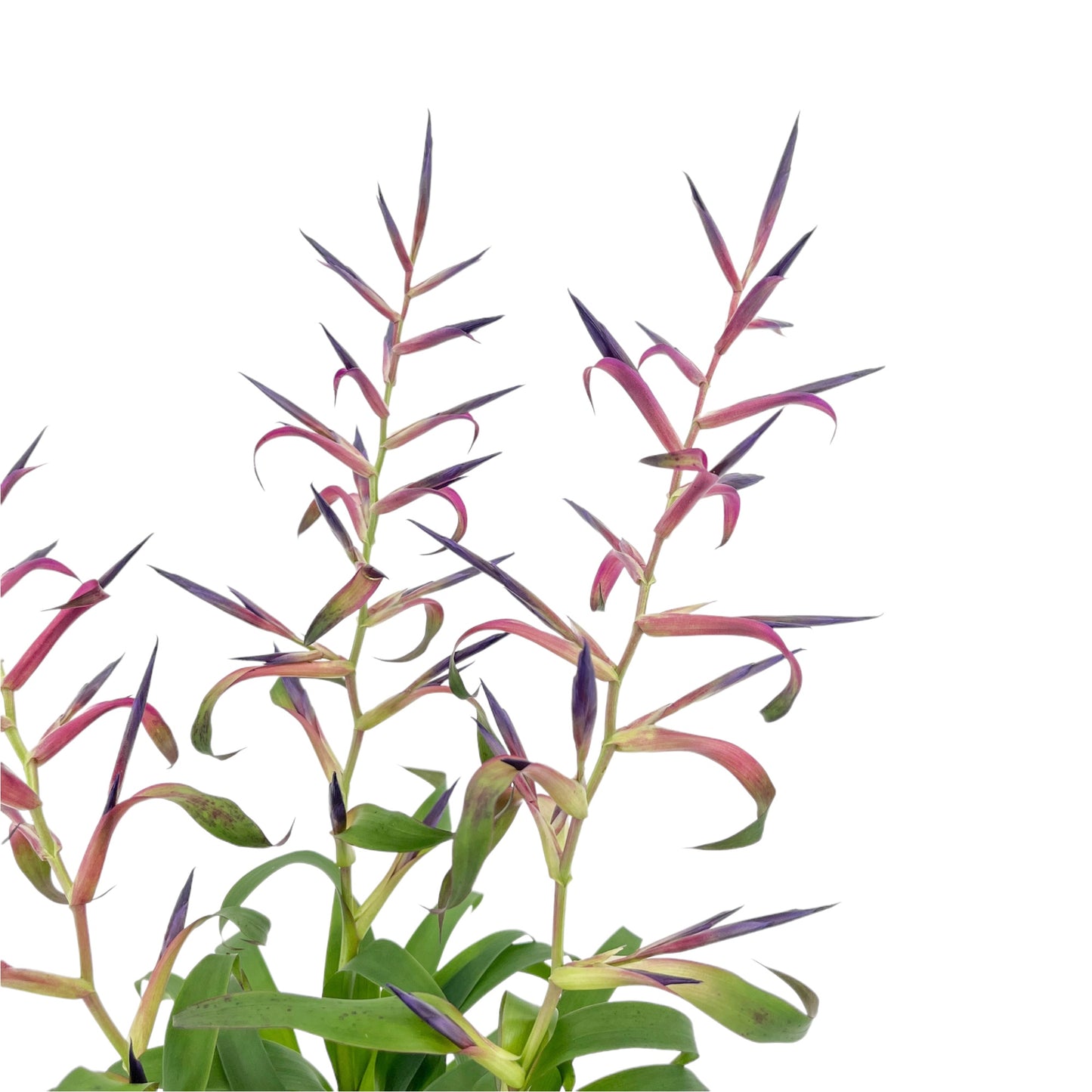 Tillandsia 12cm Mora