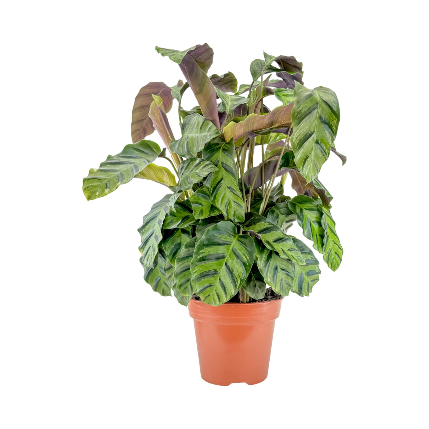 Calathea 17cm Mix