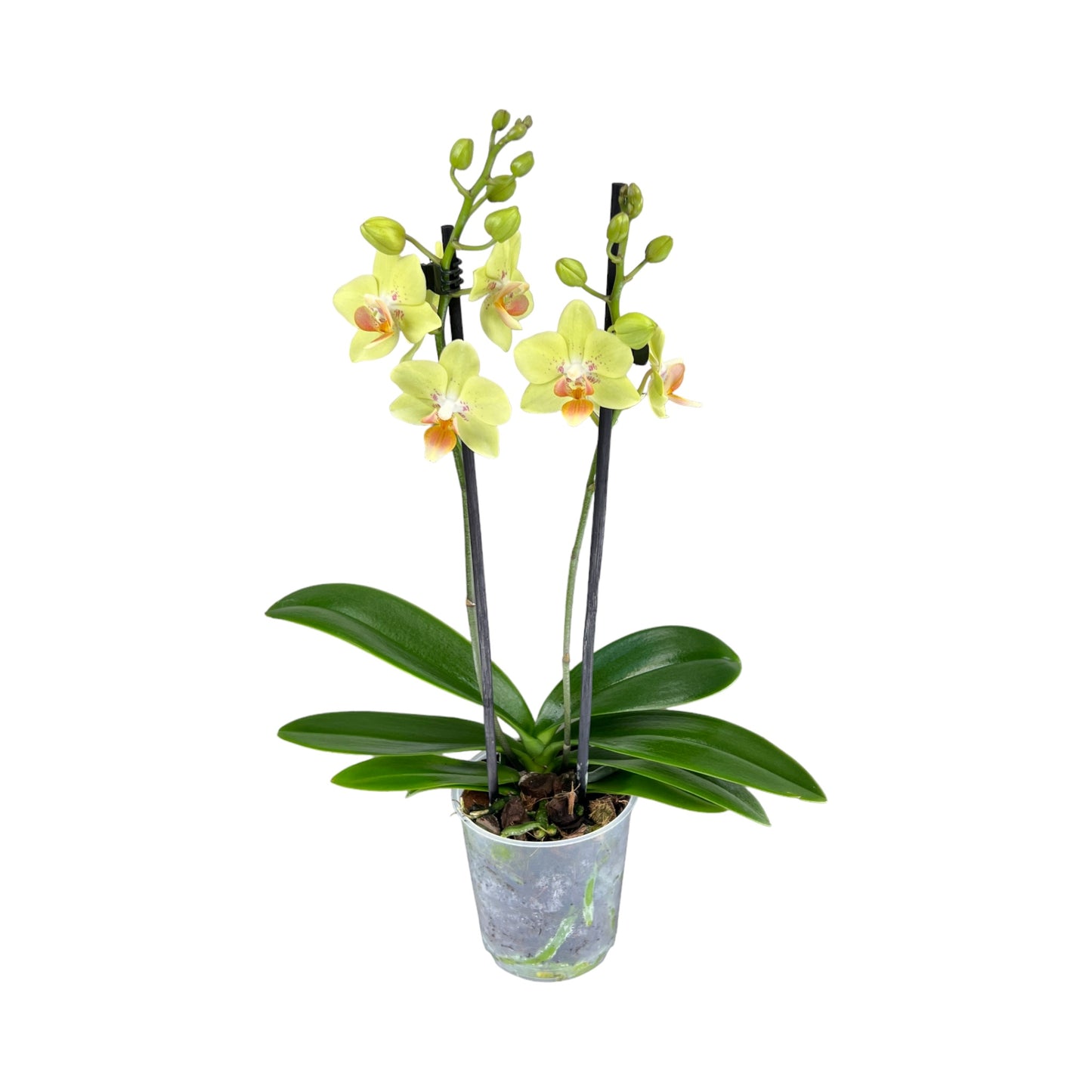 Phalaenopsis 9cm Twin Stem Yellow