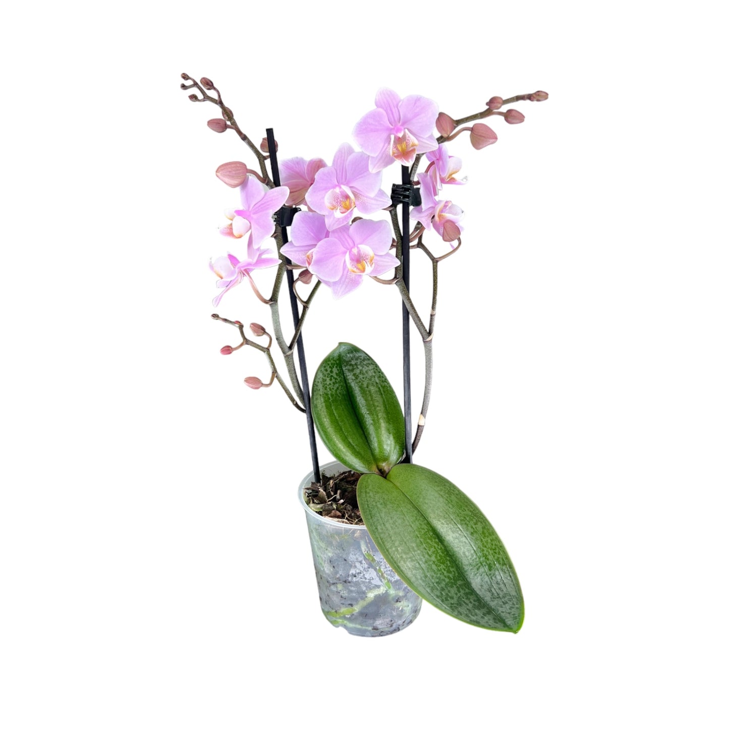 Phalaenopsis 9cm Twin Stem Pink
