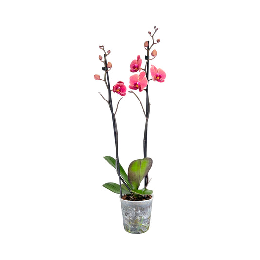 Phalaenopsis 12cm Twin Stem Mixed 40 - 52cm 12+ - Orchid The Horti House