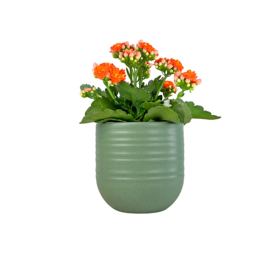 Kalanchoe 9cm Mixed Colours in Hampshire Ceramic - Flowering The Horti House