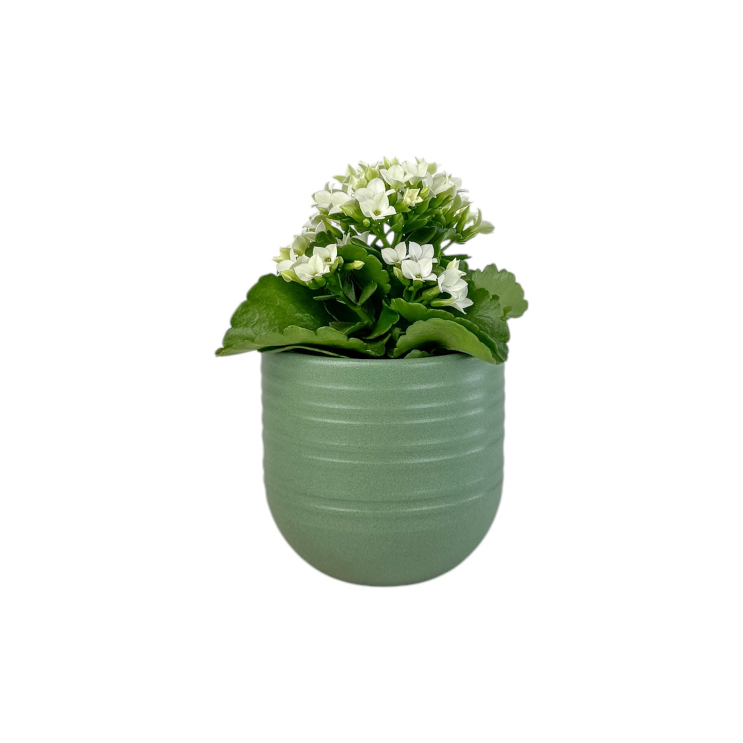 Kalanchoe 9cm Mixed Colours in Hampshire Ceramic - Flowering The Horti House