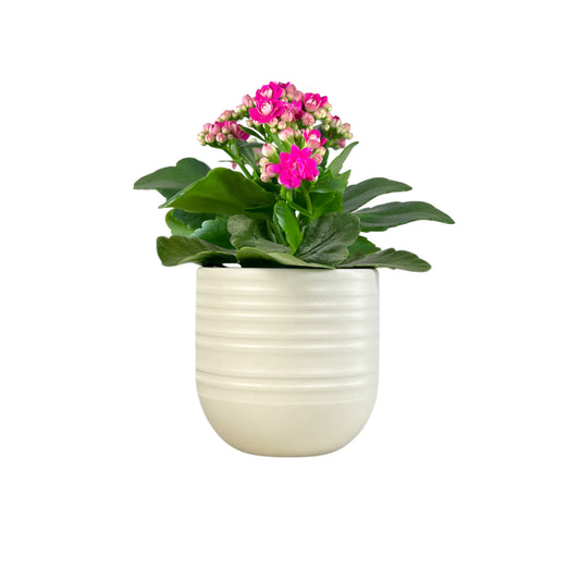 Kalanchoe 9cm Mixed Colours in Hampshire Ceramic - Flowering The Horti House