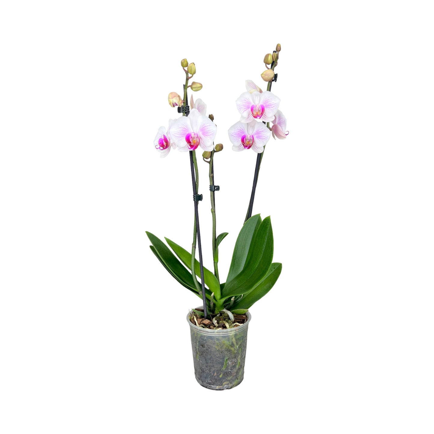 Phalaenopsis 12cm Twin Stem Mixed 40 - 52cm 12+ - Orchid The Horti House