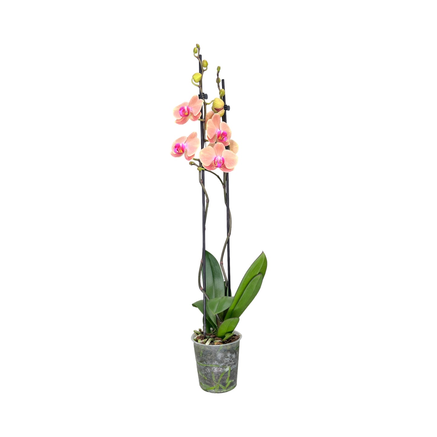 Phalaenopsis 12cm Twin Stem Mixed 40 - 52cm 12+ - Orchid The Horti House