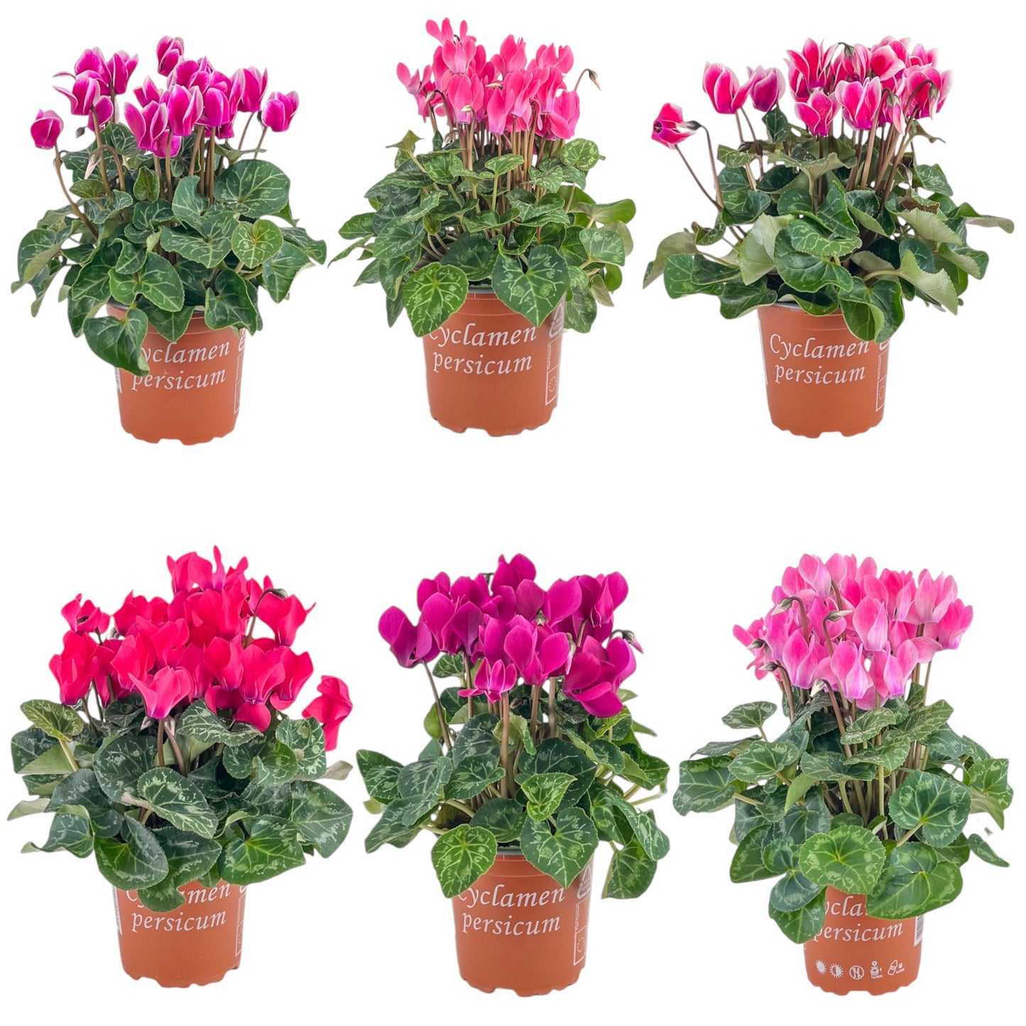Cyclamen 10.5cm Seasonal Mix