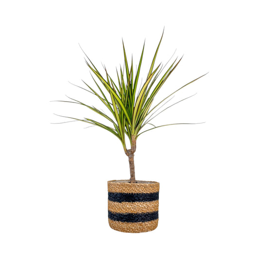 Dracaena 12cm Marginata In Basket - Green Plant The Horti House