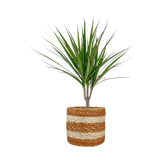 Dracaena 12cm Marginata In Basket - Green Plant The Horti House