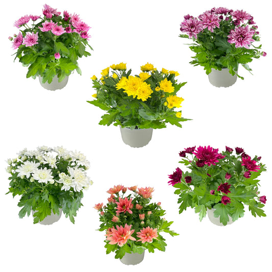 Chrysanthemum 14cm Double Flower Mix - Flowering The Horti House
