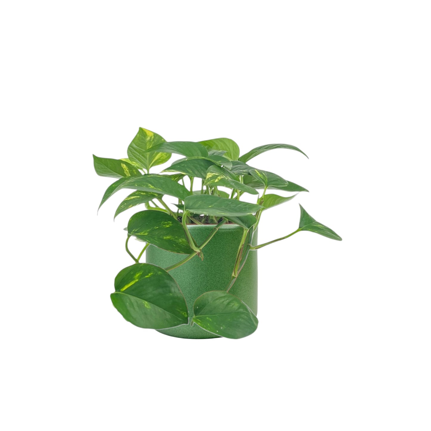 Green Plant 12cm Mix in Cambridge Ceramic - Green Plant The Horti House