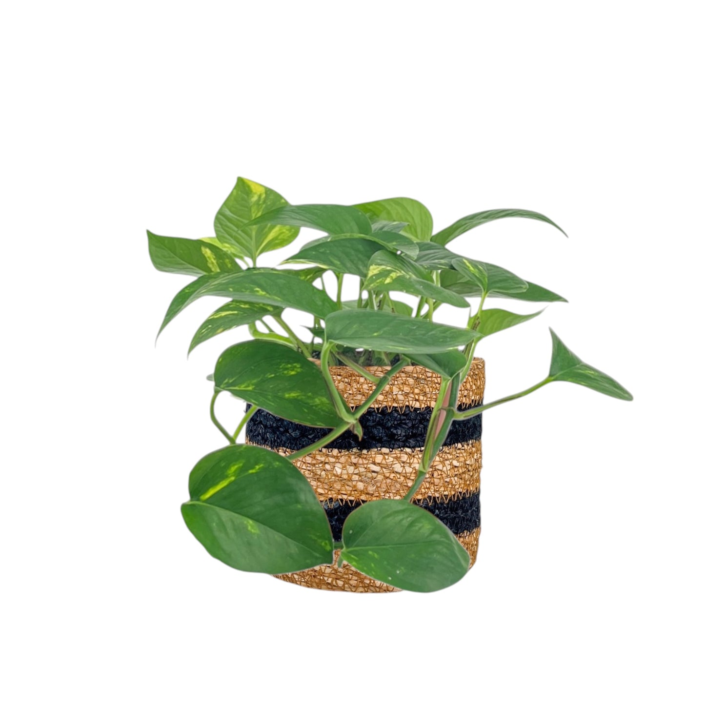 Green Plant 12cm Mix in Basket - Green Plant The Horti House