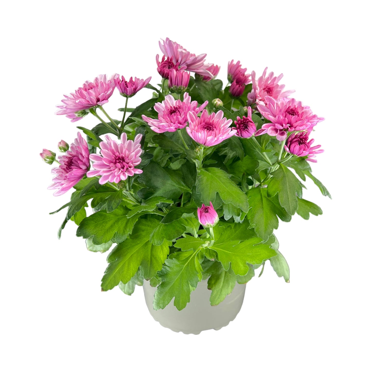 Chrysanthemum 14cm Double Flower Mix - Flowering The Horti House