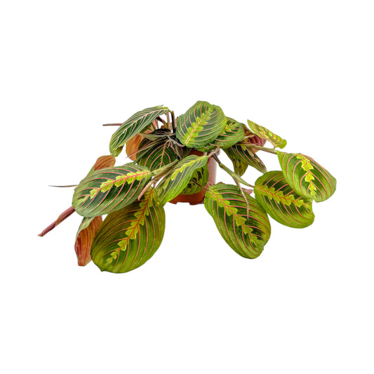 Maranta 12cm Leuc Fascinator Tricolor