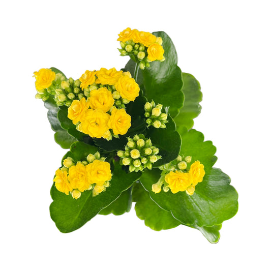 Kalanchoe 9cm in Windsor Ceramic - Flowering The Horti House