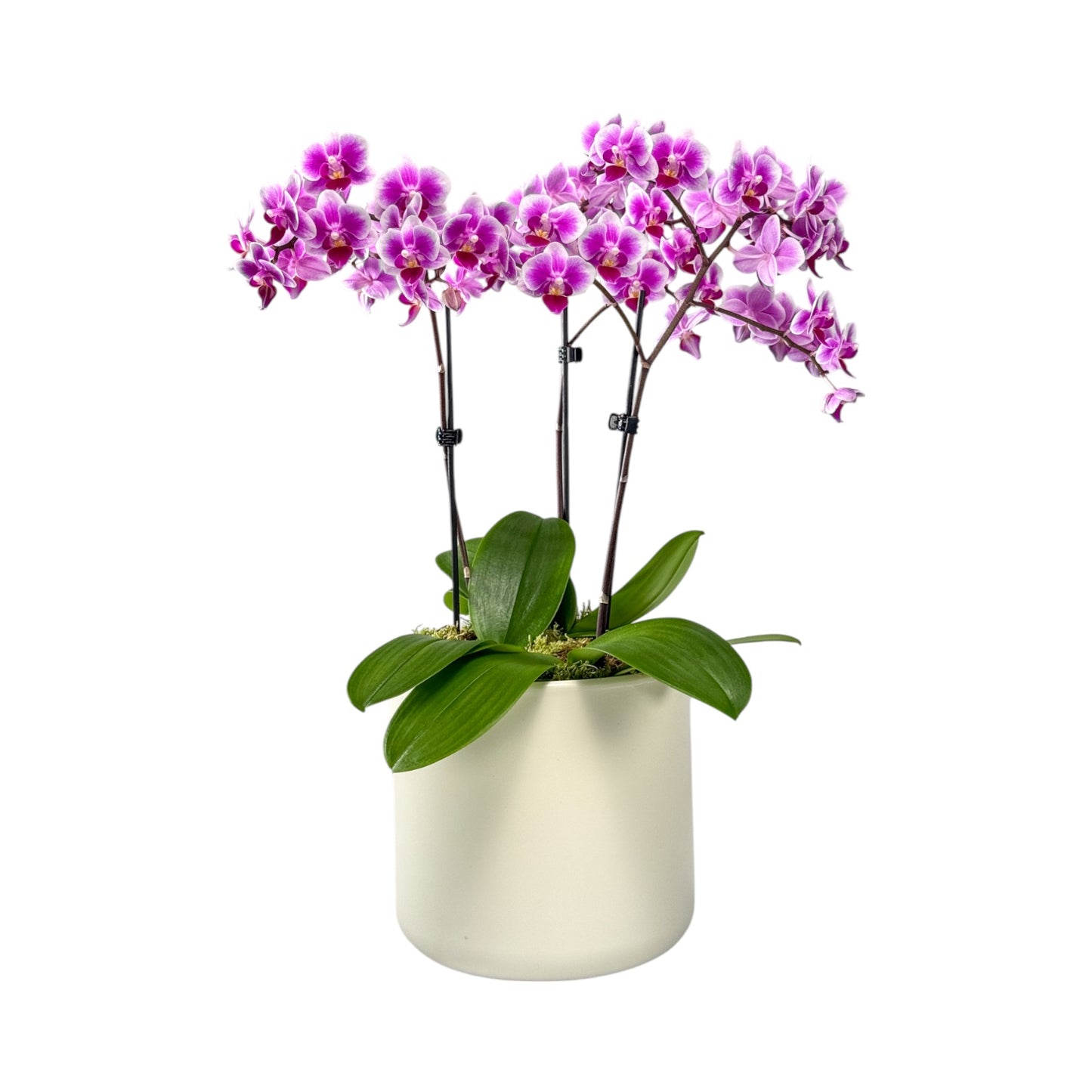 Phalaenopsis 9cm Trio Planter Pink - Orchid The Horti House