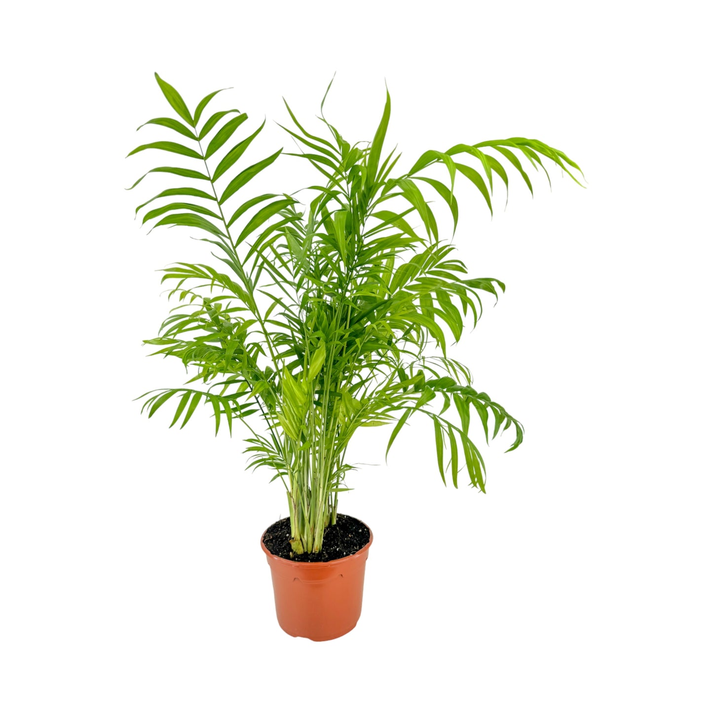 Green Plant 17cm British Mix - Green Plant The Horti House