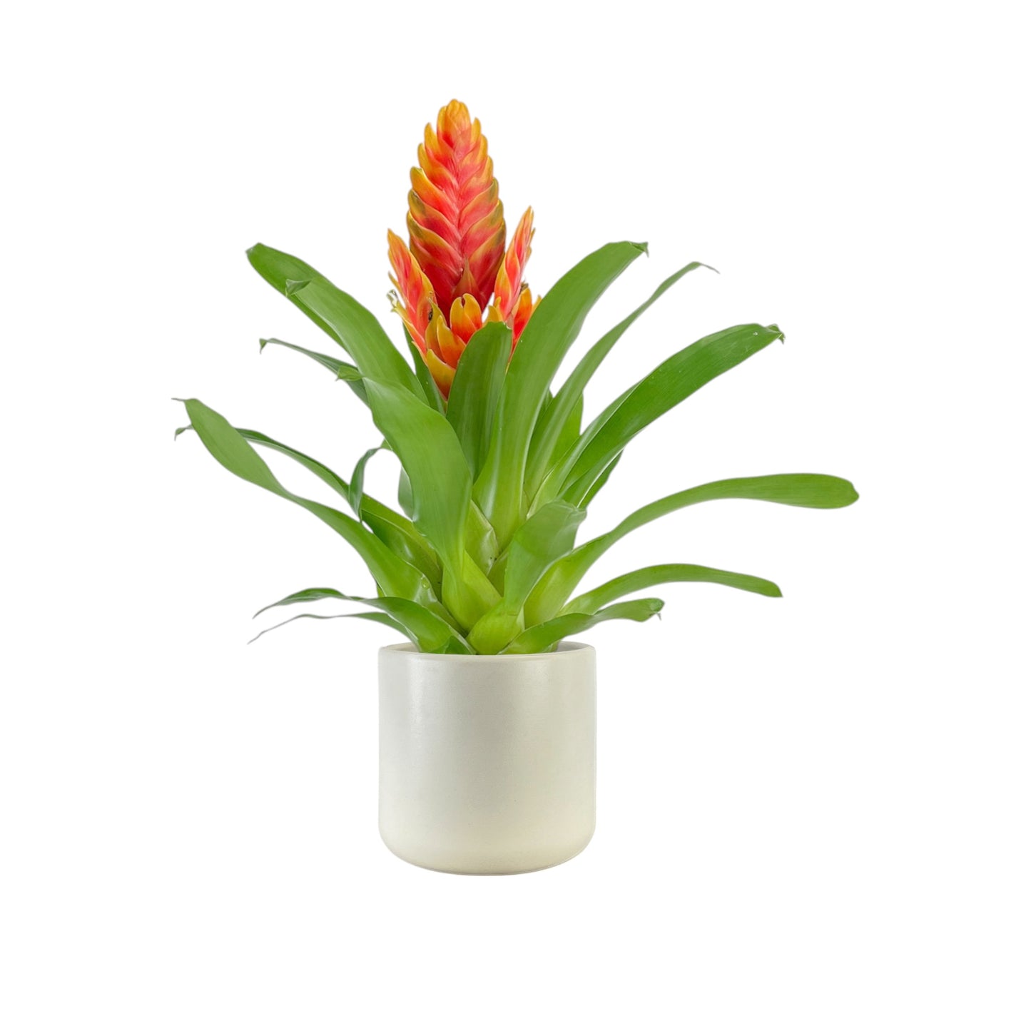 Bromeliad 12cm Vriesea Mix in Cambridge Ceramic - Flowering The Horti House