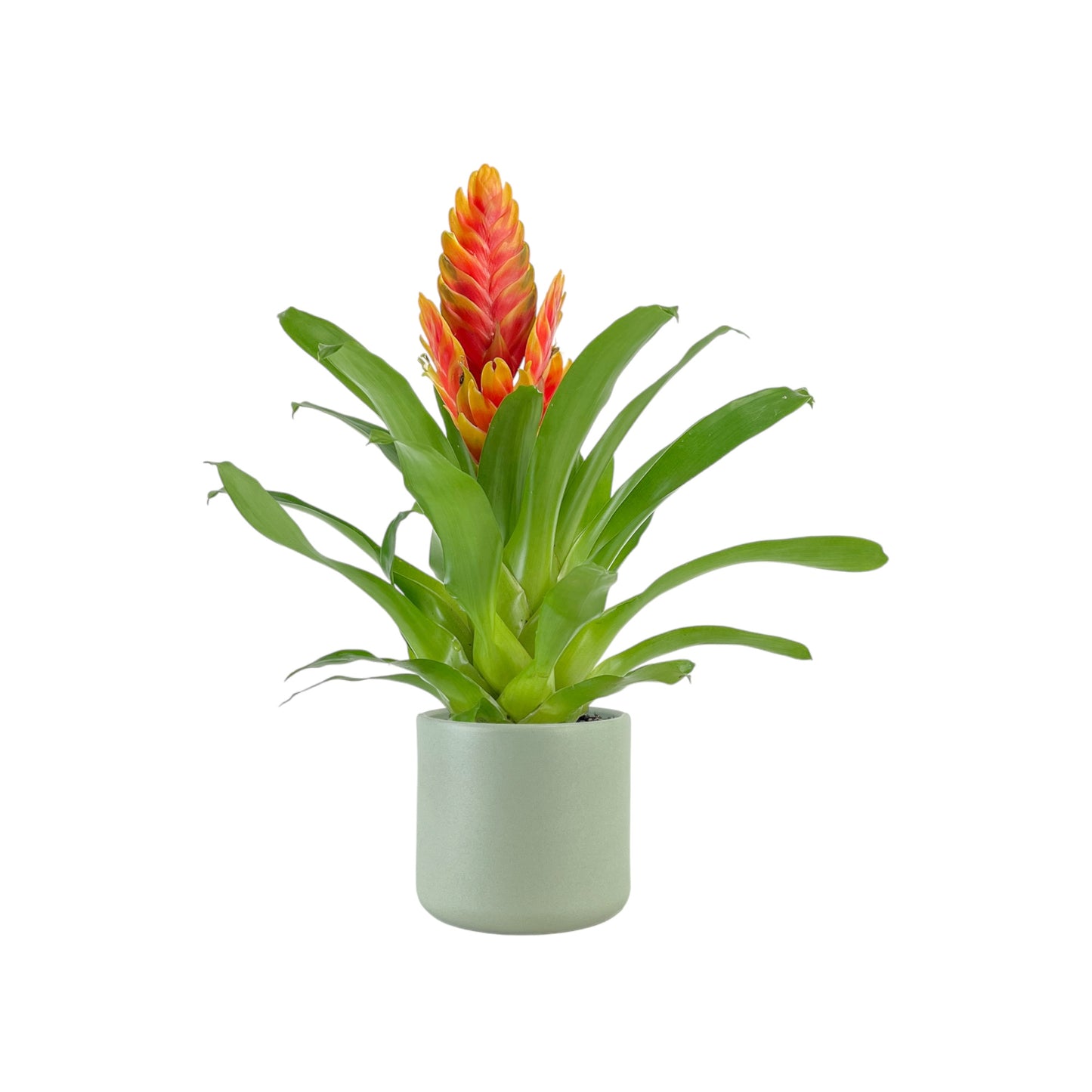 Bromeliad 12cm Vriesea Mix in Cambridge Ceramic - Flowering The Horti House