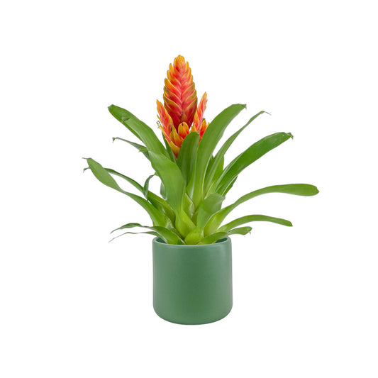 Bromeliad 12cm Vriesea Mix in Cambridge Ceramic - Flowering The Horti House