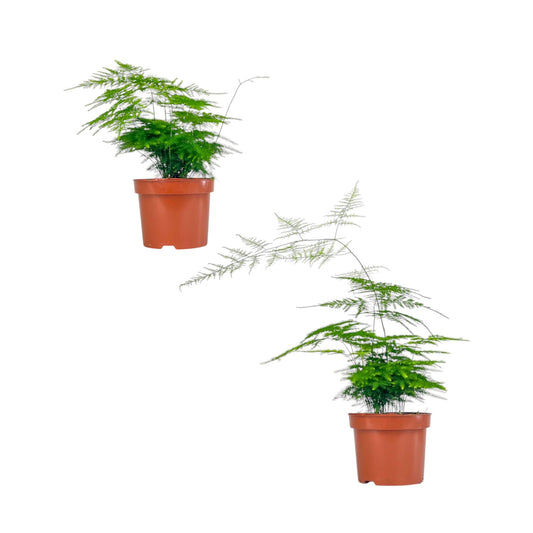 Asparagus 12cm Mix - Green Plant The Horti House