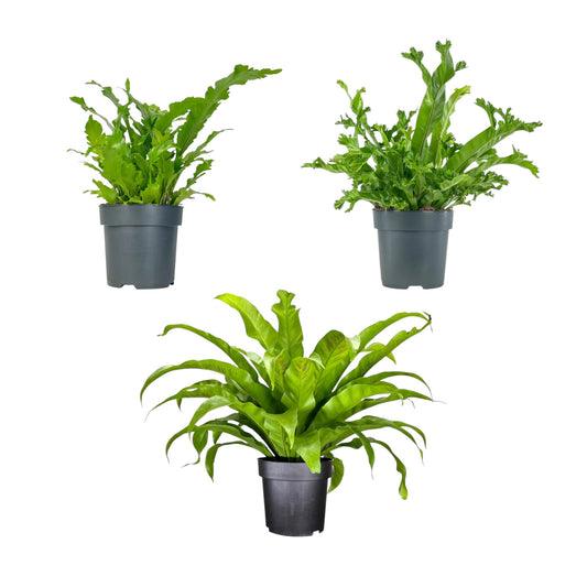 Asplenium 17cm Mix - Green Plant The Horti House