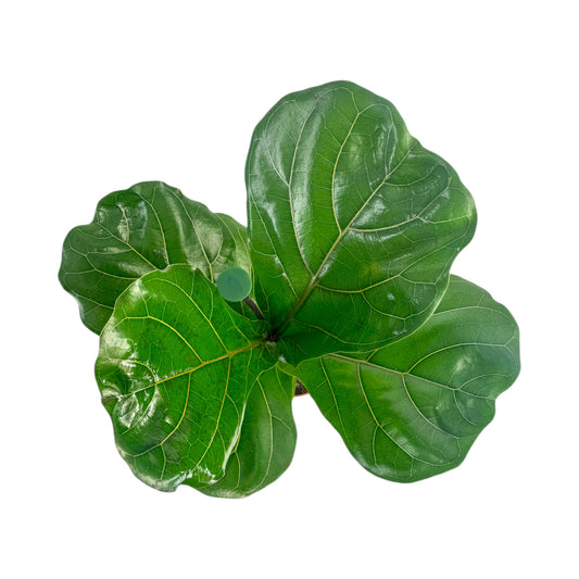 Ficus 17cm Lyrata