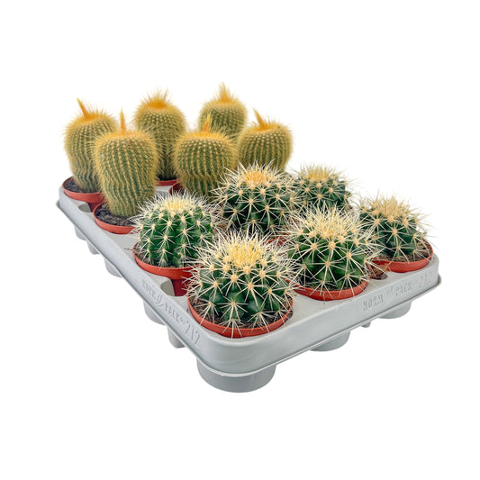 Cacti 8.5cm Bolcactus Mix