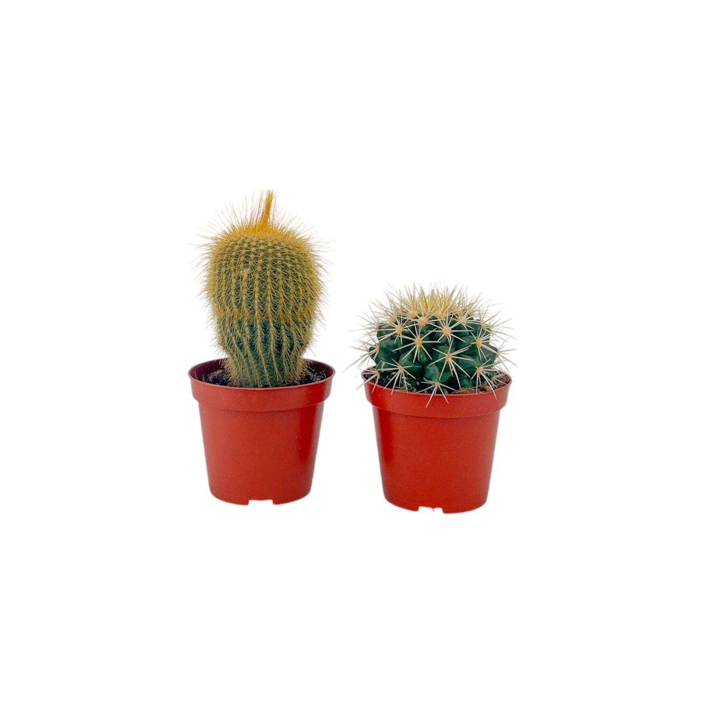 Cacti 8.5cm Bolcactus Mix