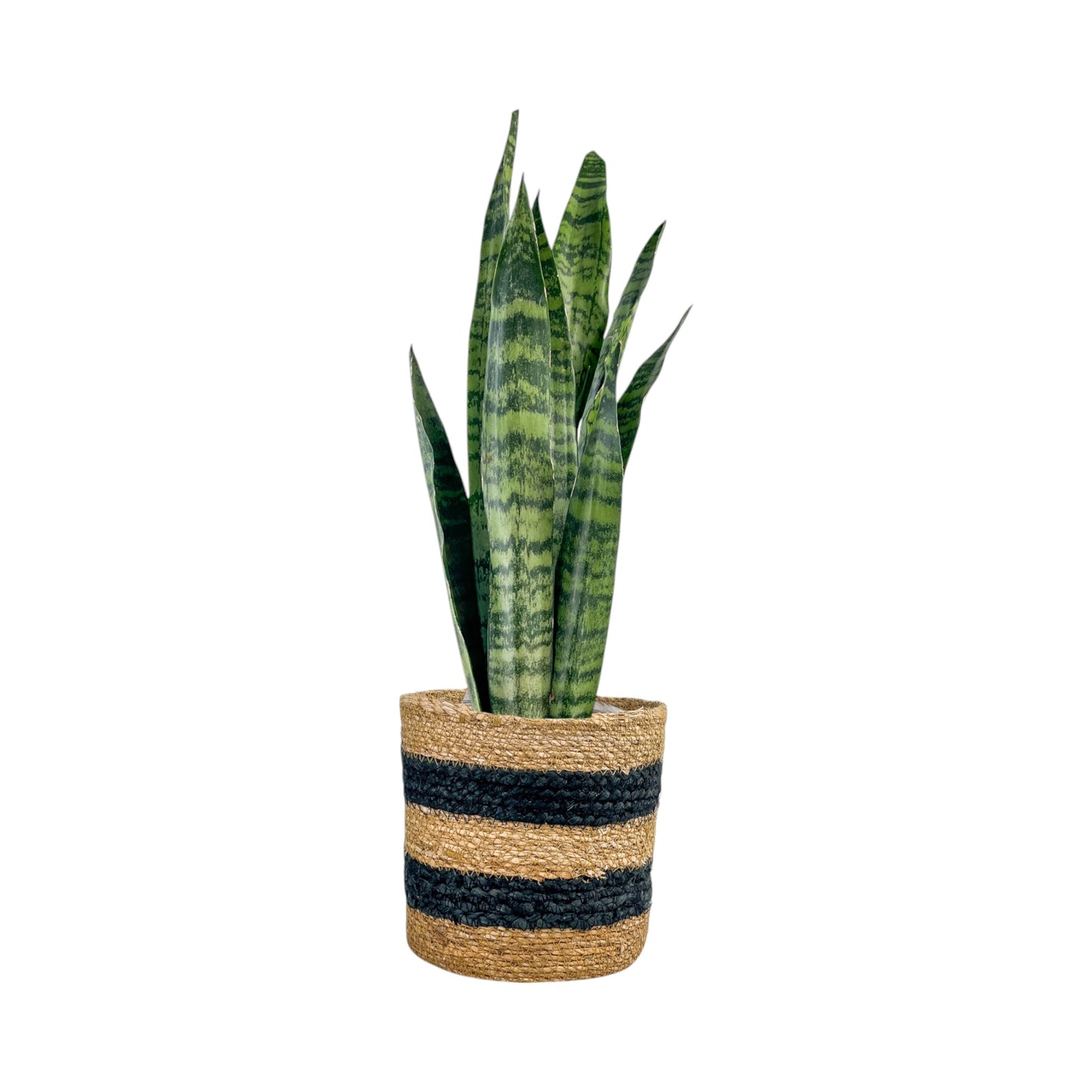 Sansevieria 17cm Mix in Basket - Green Plant The Horti House