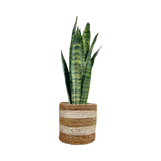 Sansevieria 17cm Mix in Basket - Green Plant The Horti House