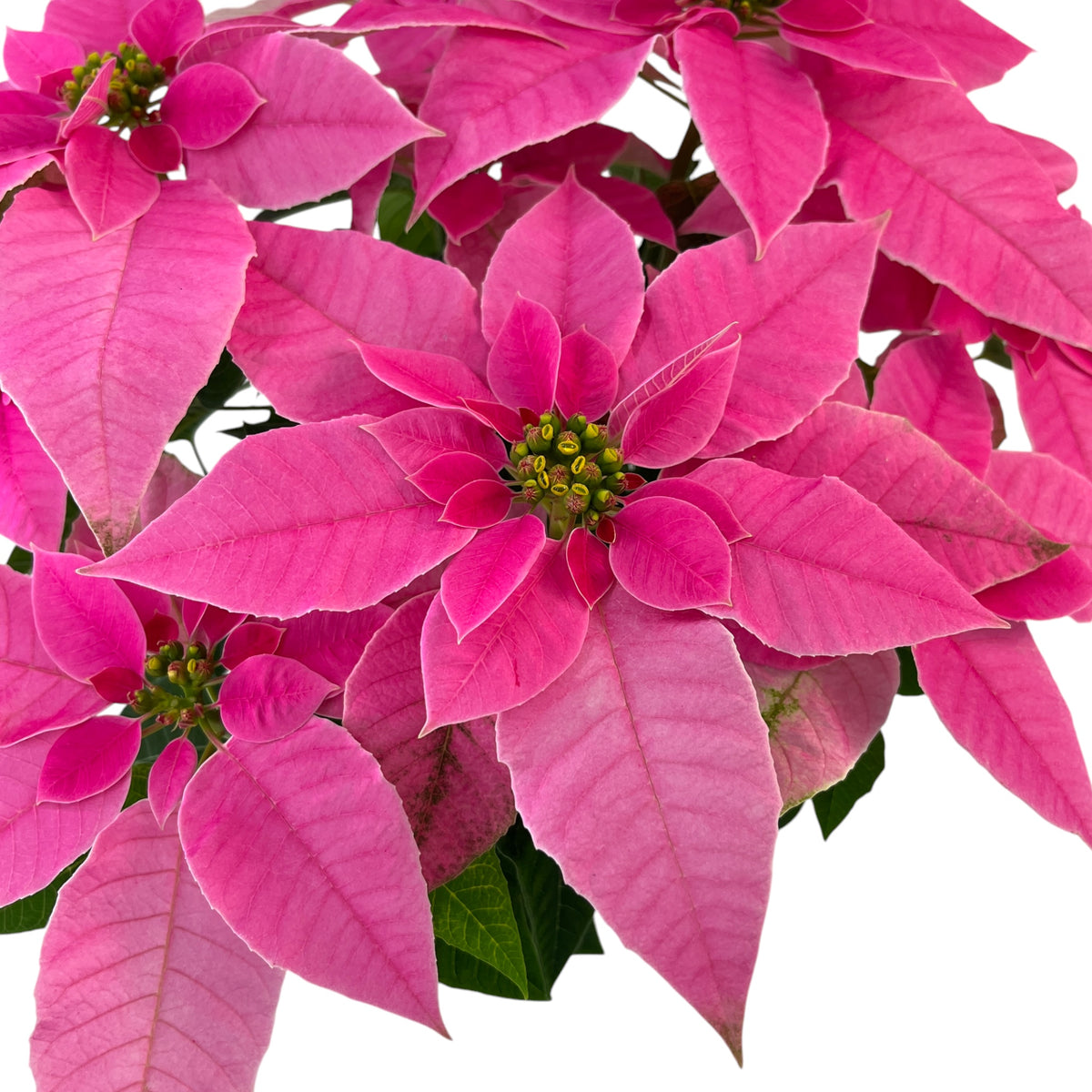 J'Adore Poinsettia 13cm
